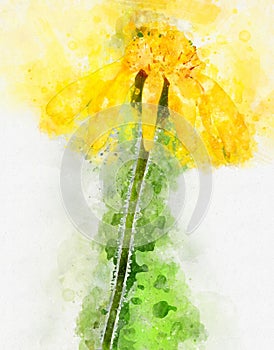 Watercolour illustration of mountain arnica in full bloom photo