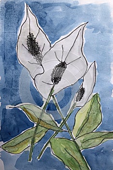 Watercolour illustration with peace lily flowering plant in the araceae family