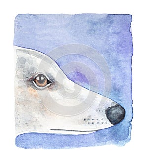 Watercolour illustration of white whippet dog profile on purple background with artistic brushstrokes in square shape.