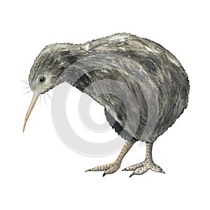 Watercolour kiwi bird hand drawn illustration isolated on white