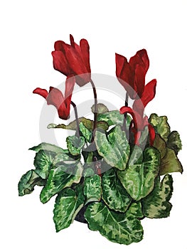 Watercolour painting of a Chinese Lantern Plant