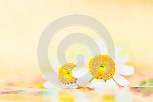 Watercolour painting of feverfew flowers, peach background. Copy space.