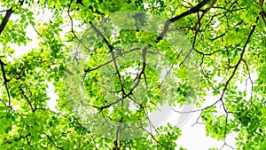 Watercolour painting of green leaves trees background