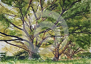 Watercolour painting of a line of tree