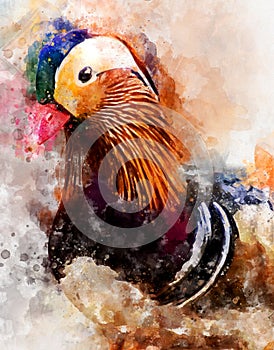 Watercolour painting of mandarin duck Aix galericulata