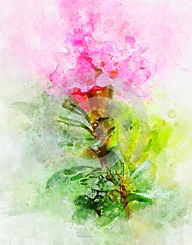 Watercolour painting of pink alpenrose photo