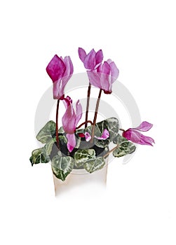 Watercolour painting of a pink Cyclamen plant