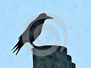 Watercolour painting of rook on chimney pot in silhouette.