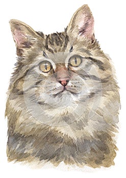 Watercolour painting Siberian breed cat 021