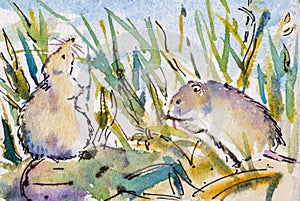 Watercolour painting studies - Field mice