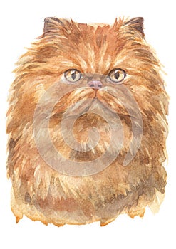 Watercolour painting of a yellow long haired cat Persian Species 017