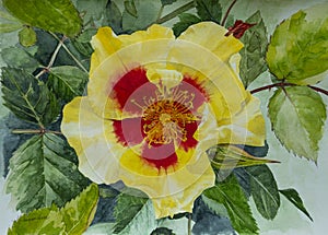 Watercolour painting of a yellow rose