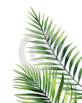 Watercolour palm fronds. Botanical illustration on white background. Green tropical leaves. photo