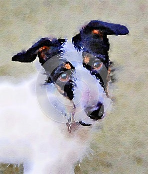 Watercolour portrait painting of Jack Russell Terrier dog.