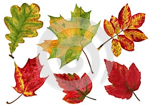 Watercolour set of autumn leaves on a white background. Hand drawn illustration. Design elements.