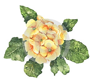 Watercolour spring and summer yellow primula flower