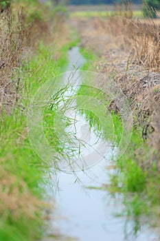 Watercourse of agriculture photo