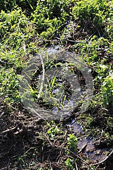 Watercourse, rivlet on a meadow, the ground is marshy