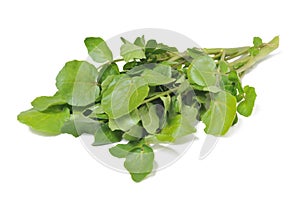 Watercress