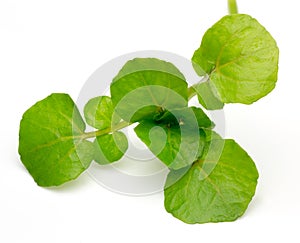 Watercress