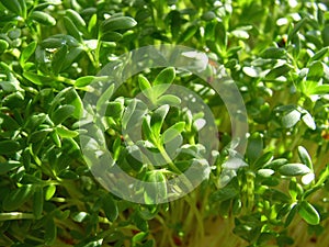 Watercress photo