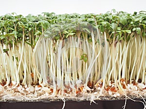 Watercress at extreme closeup