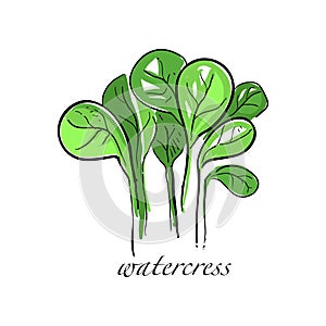 Watercress fresh culinary plant, green seasoning cooking herb for soup, salad, meat and other dishes hand drawn vector