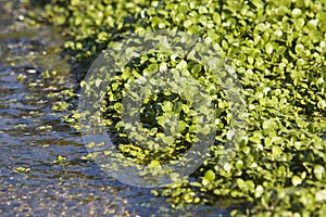 Watercress Growing In Bed