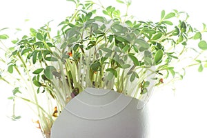 Watercress growing in a eggshell