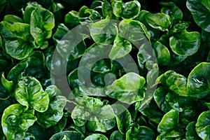 Watercress growing in the garden plant green leaf texture background - Fresh watercress for salad and herb