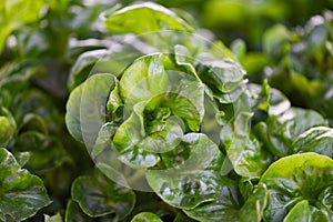 Watercress growing in the vegetable garden plant green leaf texture background - Fresh watercress salad and herb