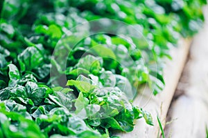 Watercress growing in the vegetable garden plant green leaf texture background - Fresh watercress salad and herb