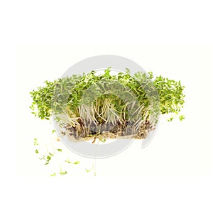 Watercress isolated on white