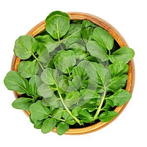 Watercress leaves, fresh yellowcress, in a wooden bowl