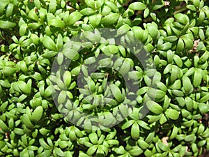 Watercress (Lepidium sativum)