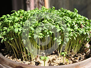 Watercress (Lepidium sativum) photo