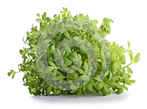 Watercress Lepidium sativum