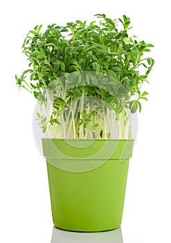 Watercress Lepidium sativum