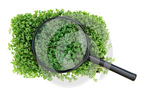 Watercress and magnify glass