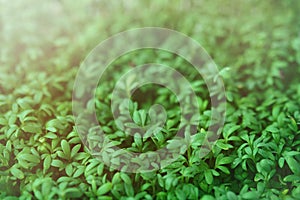 Watercress microgreen. Green leaf texture