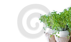 Watercress or microgreens isolated on white background. Healthy eating, fresh organic produce