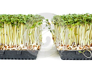 Watercress plants growing in a little black tray