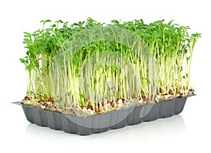 Watercress in a plastic tray