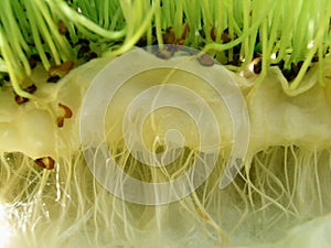 Watercress - roots photo