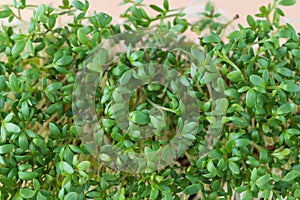 Watercress salad, cress salad, microgreens, small green leaves and stems closeup