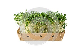 Watercress salad, cress salad, microgreens, small green leaves and stems in paper box isolated