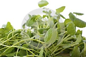 Watercress salad ingredient.