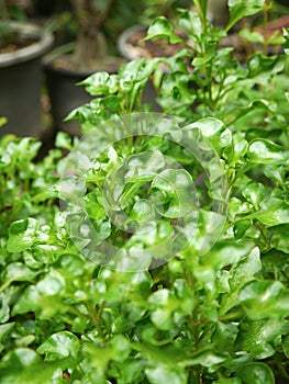 Watercress