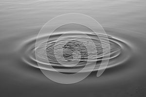 waterdop black and white