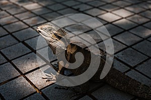 Waterdragon on the ground